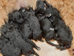 Airedoodle hybrid puppies Airedale/Poodle hypoallergenic no shed