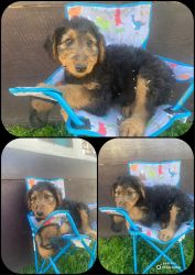 AKC Registered Full-Blooded Airedale Terrier Puppies