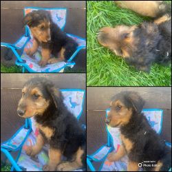 AKC Airedale Terrier