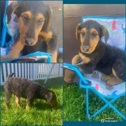 AKC Airedale Terrier Puppy Male