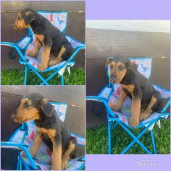 AKC Airedale Terrier Female