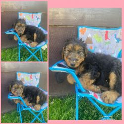 AKC registered Airedale Terrier Female