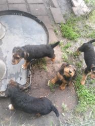 airedale puppies