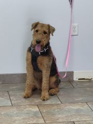 Emma, Airedale w/AKC papers