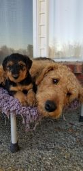 Airedale Puppies for sale