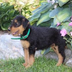 Cute Airedale Terrier puppies for adoption,