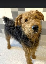 Male Airedale Terrier