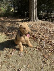 Trained 3-year-old Airedale