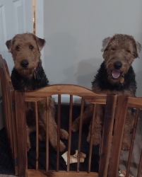 9 months, old.Airedale Terrier male