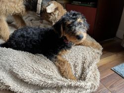 Airedale puppy male & female
