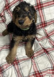 Airedale - Male - AKC Registered- 7 weeks old