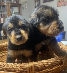 Beautiful Airedoodle puppies