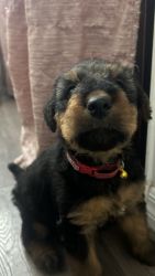 2 month old Full Airedale Terrier