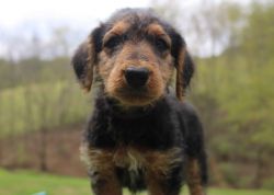 Airedale Terrier 10 Weeks Old ~Lily