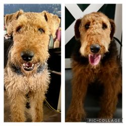Airedale AKC female