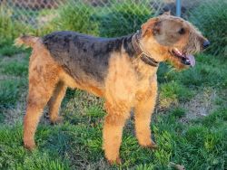 Airedale pups available M/F