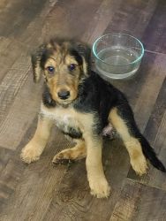 Hello, I am selling very healthy and playful Airedale Terrier puppies.