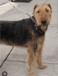 Male Airedale terrier akc
