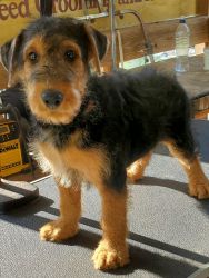 CHAMPION BRED AKC REG. AIREDALE TERRIER PUPS 11 WEEKS OLD