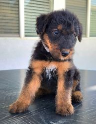 Bear male Airedale Terrier
