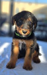 Blossom female Airedale Terrier