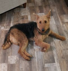 Free 3 yr old female Airedale