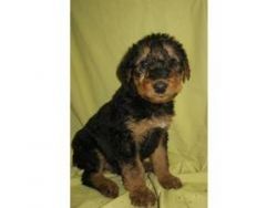 Airedale Terrier puppies for sale