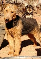 AKC Airedale terrier
