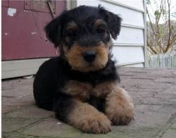 Airedale Terrier Puppies for sale