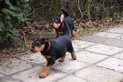 Excellent Airedale terrier Puppies for Adoption
