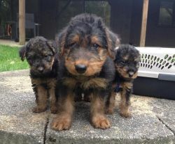 Beautiful Airedale Terrier Puppies available