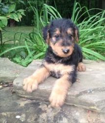 Akc Registered Airedale Terrier Puppies For Sale