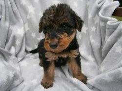 Airedale Terrier Pups