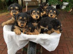 Adorable Airedale Terrier puppies available.