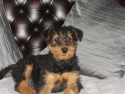Cute and adorable Airedale Terrier Puppies.