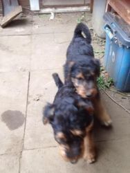 2 Airedale Terrier puppies for xmas,