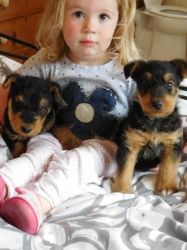 Adorable Airedale Pups!