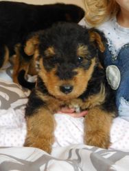 Ricky Airedale Terrier Puppies for sale
