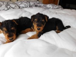 Hello Here Airedale Terrier puppies