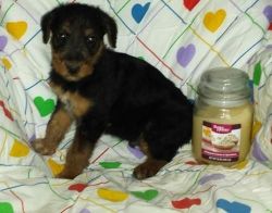 Lovely Airedale Terrier puppies for sale .