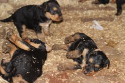 Airedale Terrier puppies .