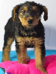 House Raised Airedale Terrier Puppies
