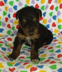 Craig: Akc Giant Airedale Terrier, Huge