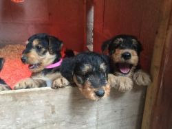 Akc Registered Airdale Terrier Pups For Sale