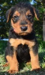 Flexible Airedale Terrier puppies for sale