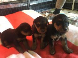 Sired Airedale Puppies For Sale