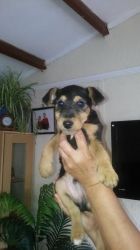 Both Airedale Terrier Puppies For Sale