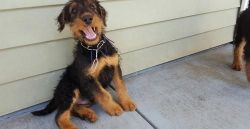 Raising Airedale Terrier Puppies