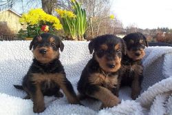 Akc Registered Airedale Puppies Due Soon
