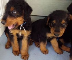 Airedale Terrier Puppies For Sale